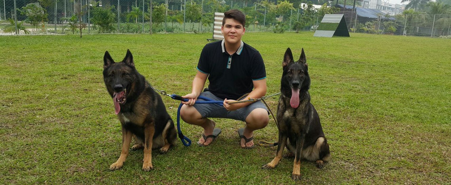 dog training