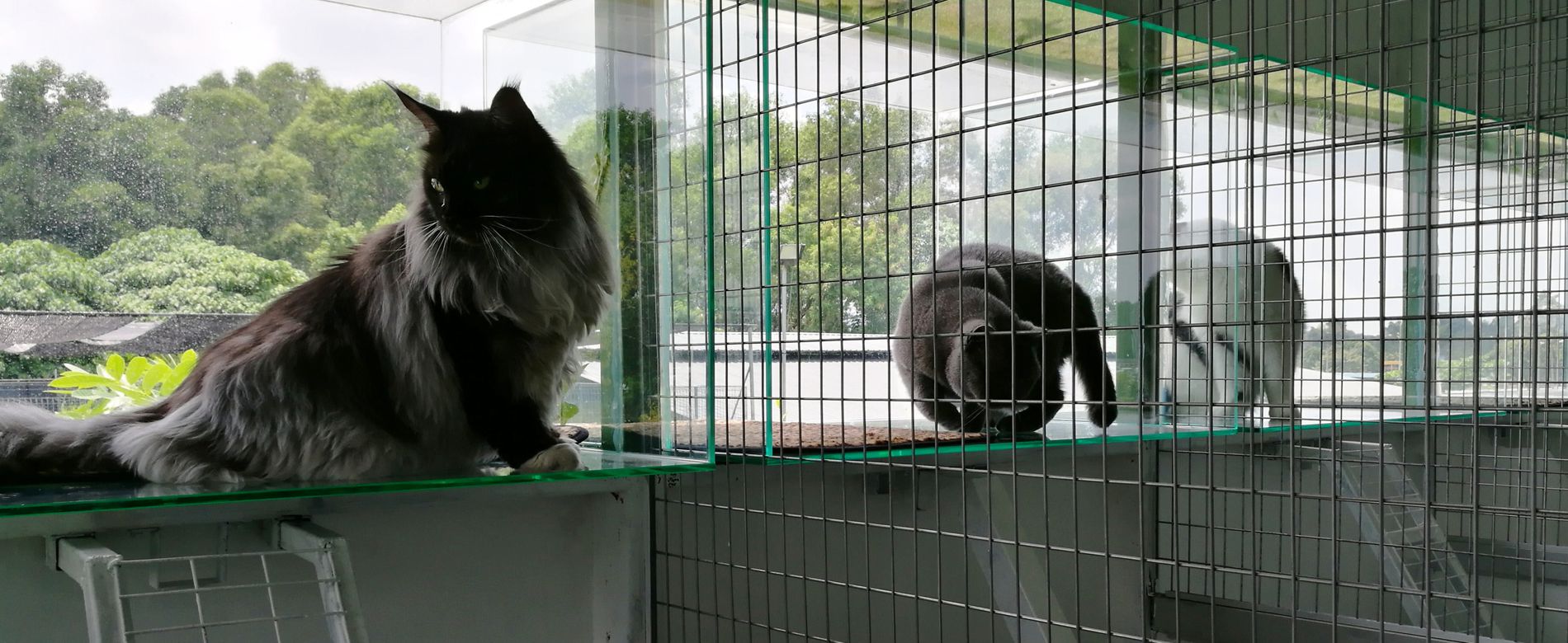 cat boarding