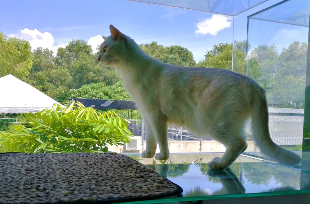 cat boarding