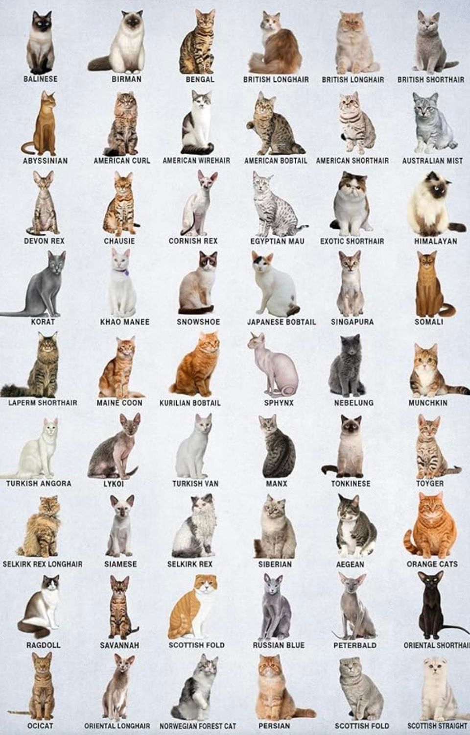 cat boarding