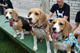 Beagle club 2017G-Pet - Beagle club 2017