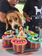 Beagle club 2017G-Pet - Beagle club 2017
