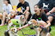 Beagle club 2017G-Pet - Beagle club 2017