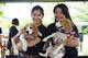 Beagle club 2017G-Pet - Beagle club 2017
