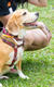Beagle club 2017G-Pet - Beagle club 2017