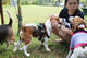 Beagle club 2017G-Pet - Beagle club 2017