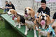 Beagle club 2017G-Pet - Beagle club 2017