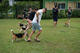 Beagle club 2017G-Pet - Beagle club 2017