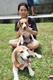 Beagle club 2017G-Pet - Beagle club 2017