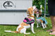 Beagle club 2017G-Pet - Beagle club 2017