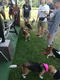 Beagle club 2017G-Pet - Beagle club 2017
