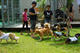 Beagle club 2017G-Pet - Beagle club 2017