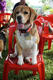 Beagle club 2017G-Pet - Beagle club 2017