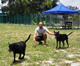 G-Pet - The trainning fields