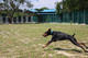 G-Pet - The trainning fields