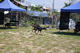 G-Pet - The trainning fields