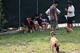 G-Pet - The trainning fields