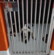 G-Pet - The Kennel