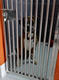G-Pet - The Kennel