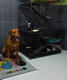 G-Pet - The Kennel