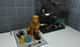 G-Pet - The Kennel