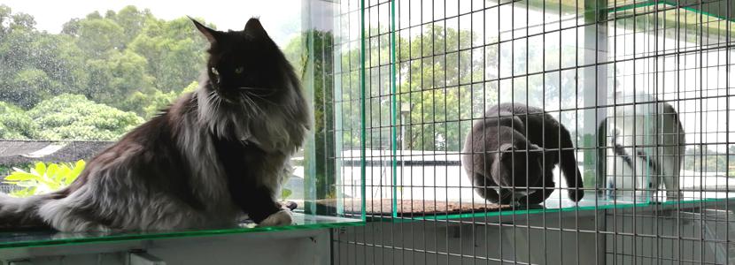 G-Pet - Dog and Cat Boarding, Kennel, Cattery, Dogs Cats Hotel 