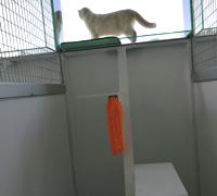 G-Pet - Cats Boarding Hotel