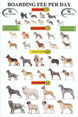 G-Pet - Dogs Boarding Hotel