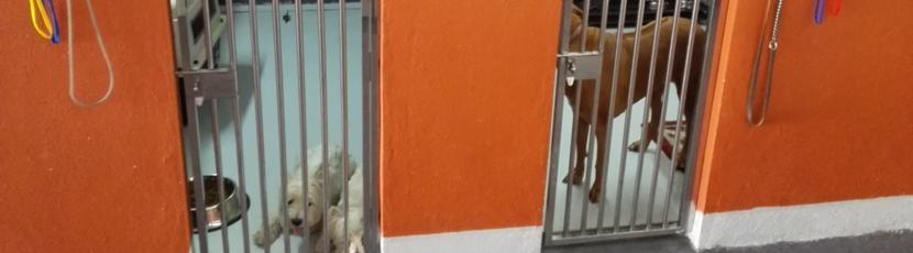 G-Pet - Dogs Boarding Hotel