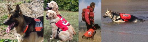 rescue dogs