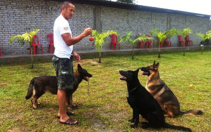 G-Pet - Dogs Training
